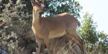 ahir-daginda-ala-geyik-surusu-goruntulendi-hsizHQnO.jpg