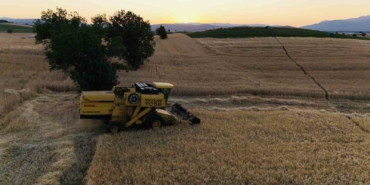 vezirkoprude-bugday-hasadi-basladi-SdY2Lr88.jpg