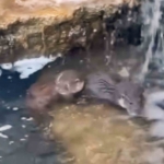 nadir-gorulen-yavru-su-samurlari-goruntulendi-1dhluvBN.jpg