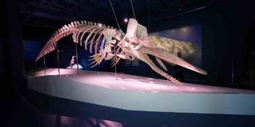 turkiyenin-ilk-balina-iskeleti-sergisi-yogun-ilgi-gormeye-devam-ediyor-xwPeN4V6.jpg