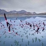 2-yil-onceye-kadar-flamingolari-agirlayan-golde-simdi-sadece-ayak-izleri-kaldi-8hK6xgmX.jpg