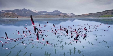 2-yil-onceye-kadar-flamingolari-agirlayan-golde-simdi-sadece-ayak-izleri-kaldi-8hK6xgmX.jpg