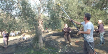 balikesirde-makineli-hasat-zeytinde-verimi-artiriyor-eVPzSzDv.jpg