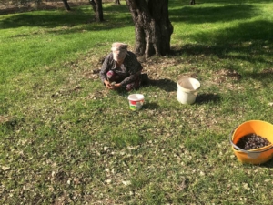 zeytinin-en-dogal-hali-karaburun-furma-zeytini-hasadi-basladi-ESXIvv5h.jpg